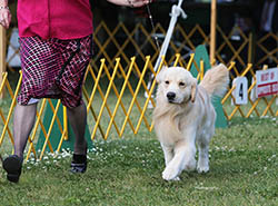 kokopelli golden retrievers ajax