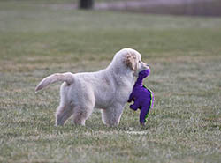 ajax kokopelli golden retrievers