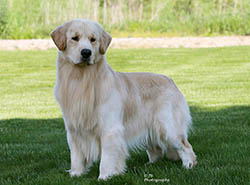 kokopelli golden retrievers ajax