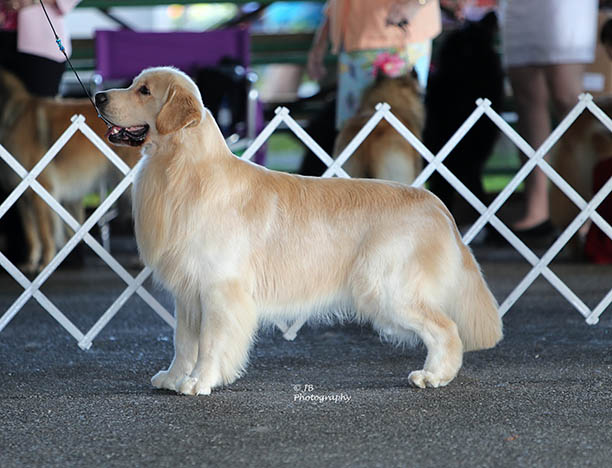 kokopelli golden retrievers Macintosh-N-Kokopelli Stronger Than Dirt ajax