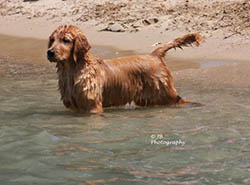 kokopelli golden retrievers brady