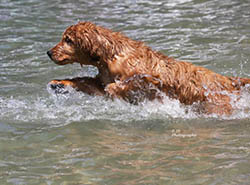 kokopelli golden retrievers brady