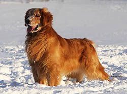 kokopelli golden retrievers brady