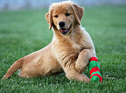 kokopelli golden retrievers brady