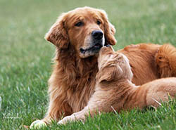 kokopelli golden retrievers brady