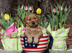 brady kokopelli golden retrievers