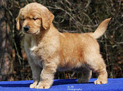 kokopelli golden retriever breeders brady