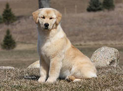 faith kokopelli golden retriever breeders