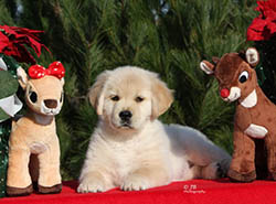 kokopelli golden retriever breeders faith