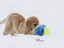 kokopelli golden retrievers faith