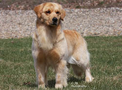 kokopelli golden retrievers faith