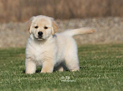 kokopelli golden retrievers faith