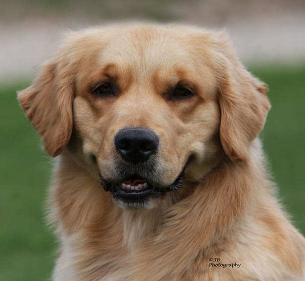 kokopelli golden retriever breeders faith head shot