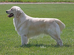 kokopelli golden retrievers flame