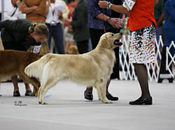 kokopelli golden retrievers flame