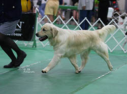 kokopelli golden retrievers flame