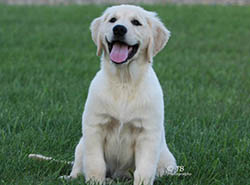 kokopelli golden retrievers flame