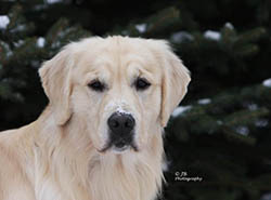 kokopelli golden retrievers flame