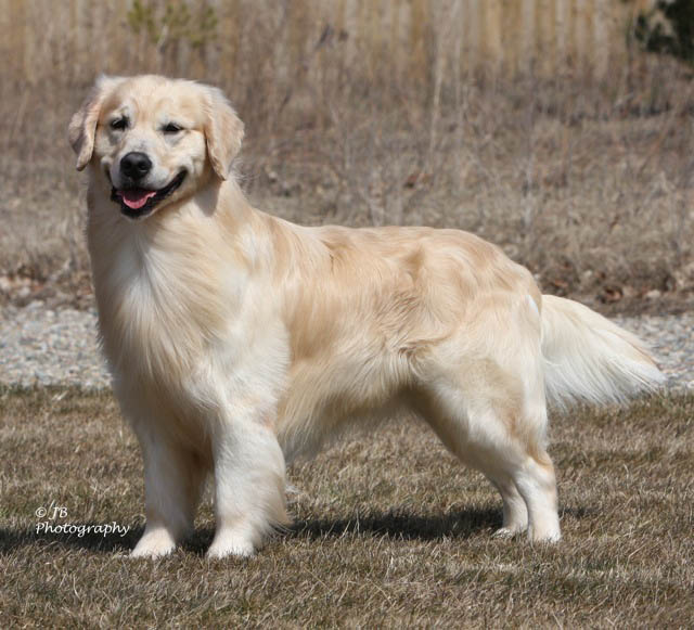 kokopelli golden retrievers UKC CH Icamani Light My Fire  flame