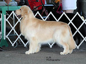 kokopelli golden retrievers ajax Macintosh-N-Kokopelli Stronger Than Dirt BOSS