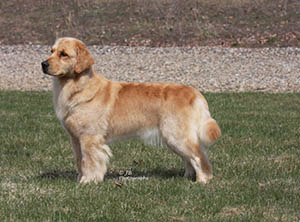 kokopelli golden retrievers faith Macintosh N’ Kokopelli’s Faith Can Move Mountains