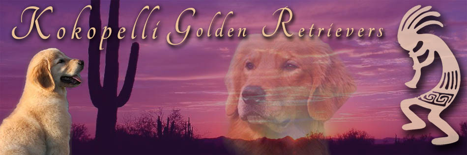 kokopelli golden retriever breeder in michigan banner