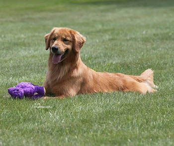 michigan golden retriever breeder kokopelli golden retrievers dam picture