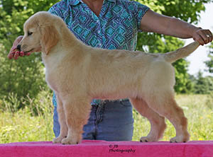 kokopelli golden retrievers truffles Captivate's Savoy Truffle<