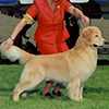 mi golden retriever breeder kokopelli goldens boys icon