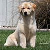 mi golden retriever breeder kokopelli goldens girls icon