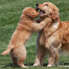 mi golden retriever breeder kokopelli goldens home icon