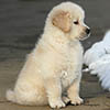 mi golden retriever breeder kokopelli goldens photos icon