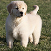 mi golden retriever breeder kokopelli goldens puppy information icon