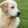 mi golden retriever breeder kokopelli memories home icon