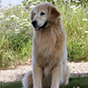 mi golden retriever breeder kokopelli goldens retired icon