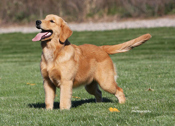 kokopelli golden retrievers pebbles puppy