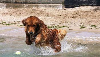 kokopelli golden retrievers puppies