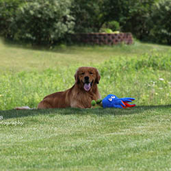 kokopelli golden retrievers puppies