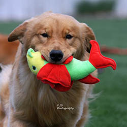 kokopelli golden retrievers puppies