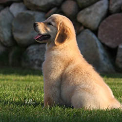 kokopelli golden retrievers puppies