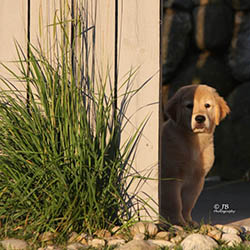 kokopelli golden retrievers puppies