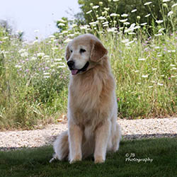 kokopelli golden retrievers puppies