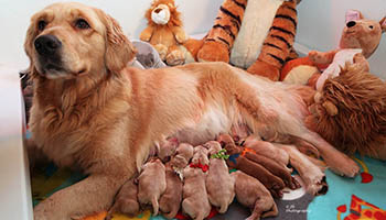 kokopelli golden retrievers puppies