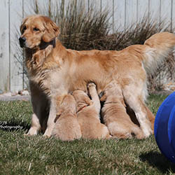 kokopelli golden retrievers puppies