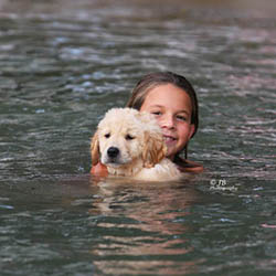 kokopelli golden retrievers puppies