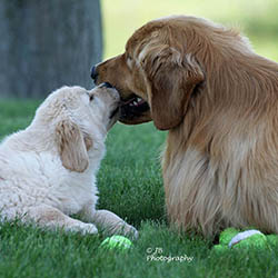 kokopelli golden retrievers puppies