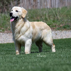 kokopelli golden retrievers puppies