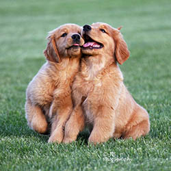 kokopelli golden retrievers puppies