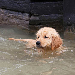 kokopelli golden retrievers puppies