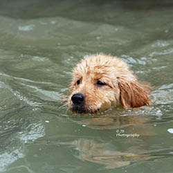 kokopelli golden retrievers puppies